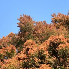 【呼吸器専門医が解説】花粉症の咳が止まらない・ひどい原因と止める方法｜咳だけの症状にも注意